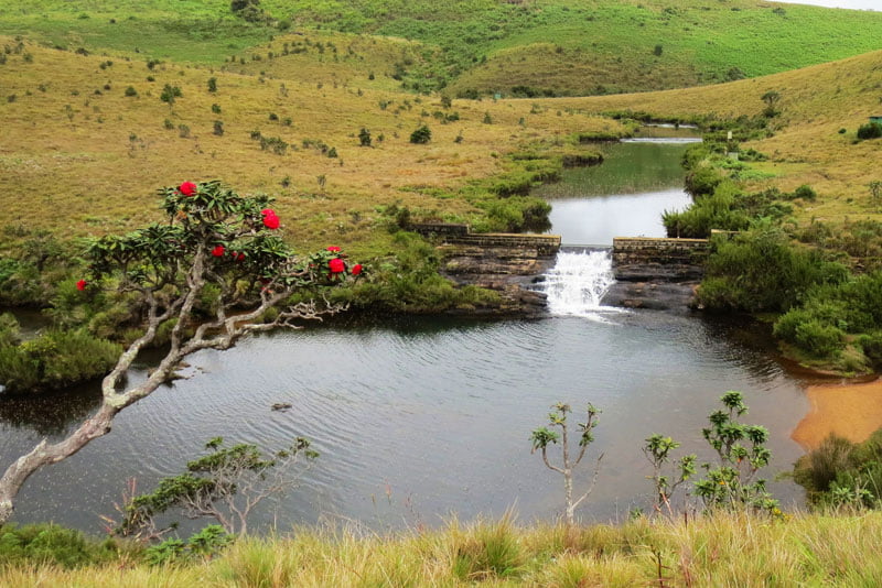 Horton Plains Cloud Forest Landscape
